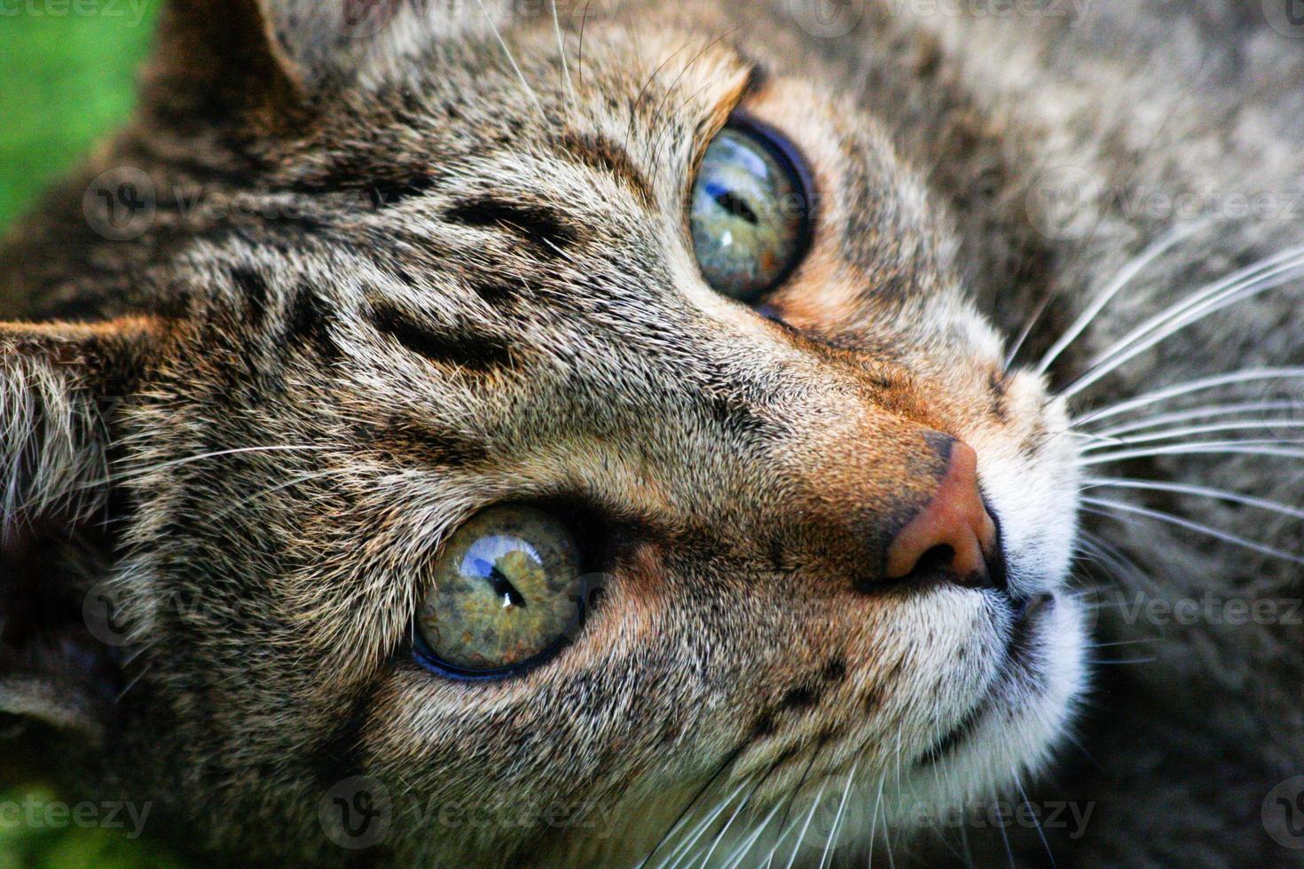 Cyperse kat close-up foto