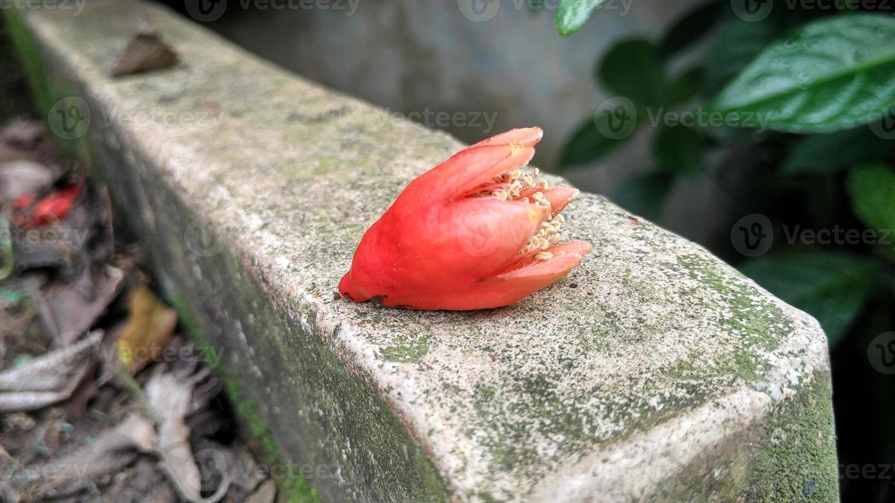 punica granatum granaatappel bloemen zijn oranje met gele stampers foto