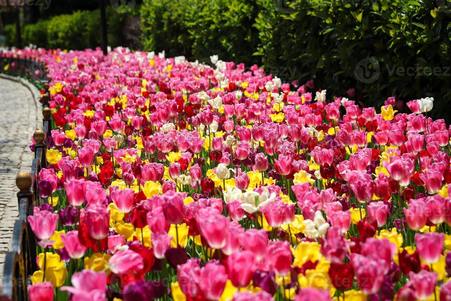 kleurrijke tulp in bloementuin foto