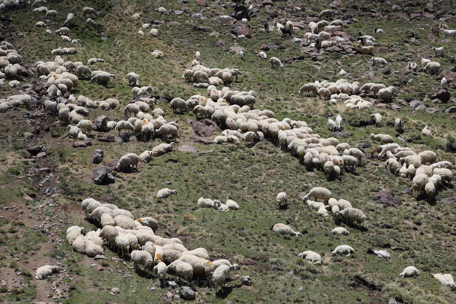 luchtfoto van kudde schapen foto