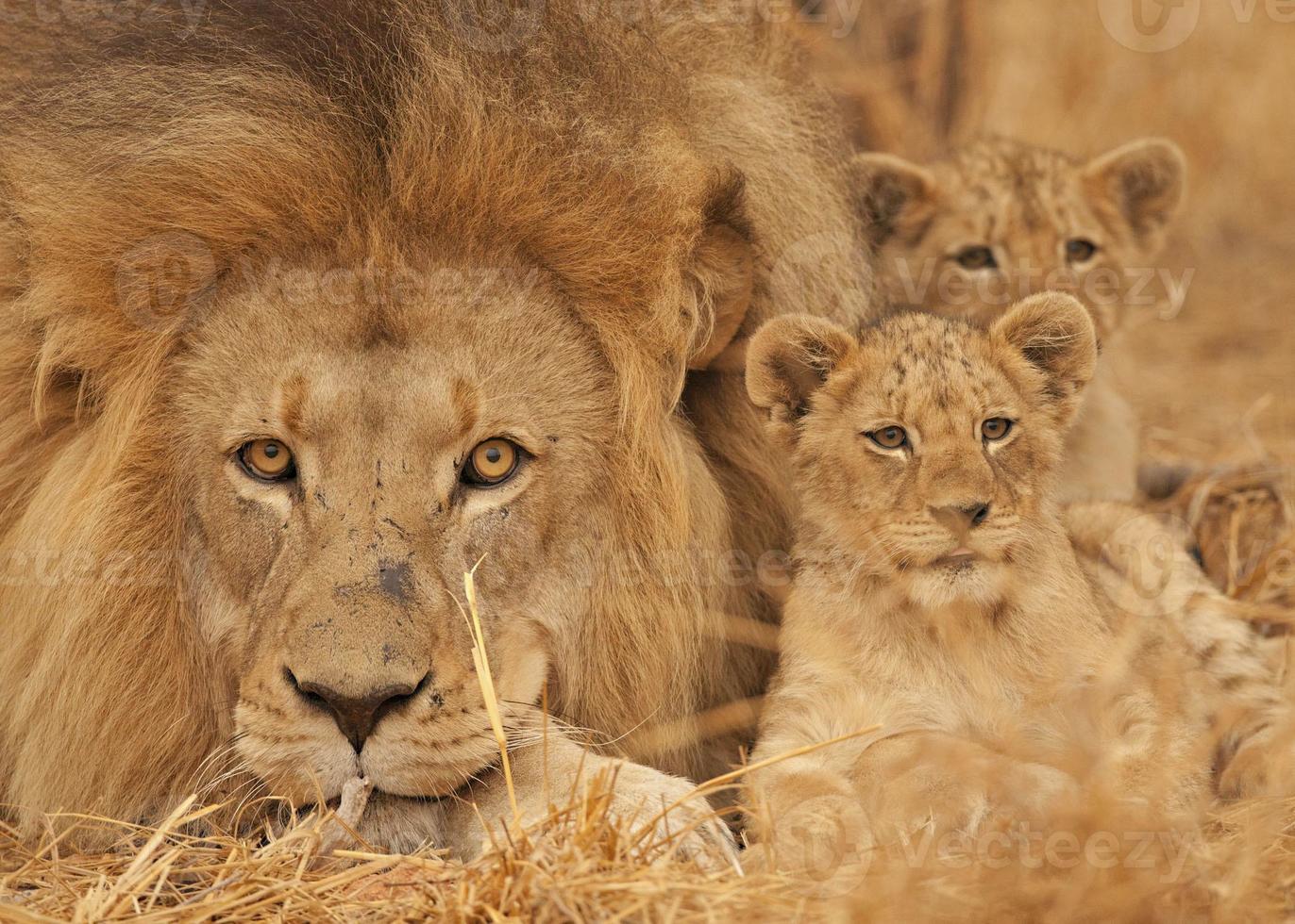 mannetjes leeuw, welp, kruger nationaal park, zuid-afrika. foto