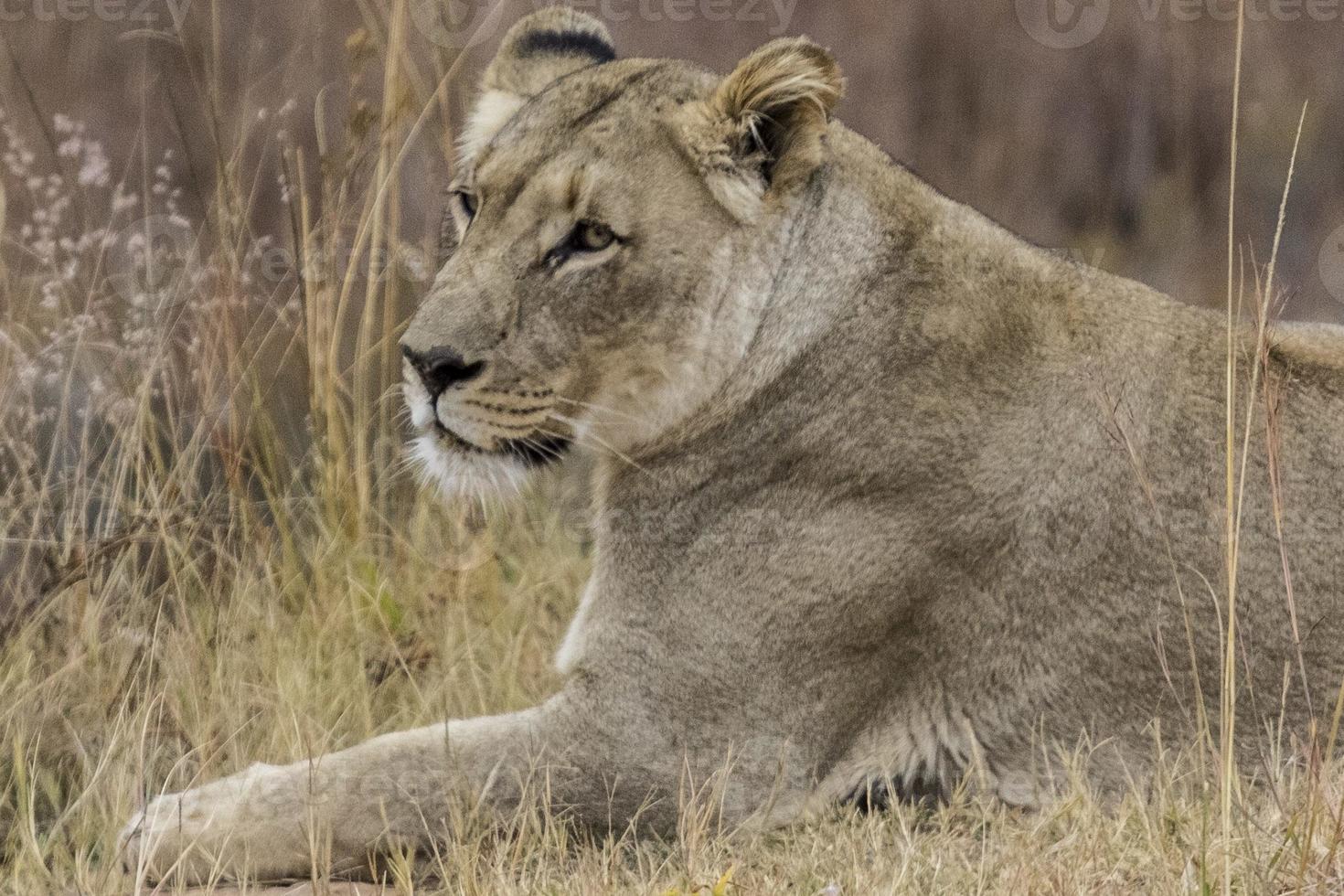 Afrikaanse leeuwin foto