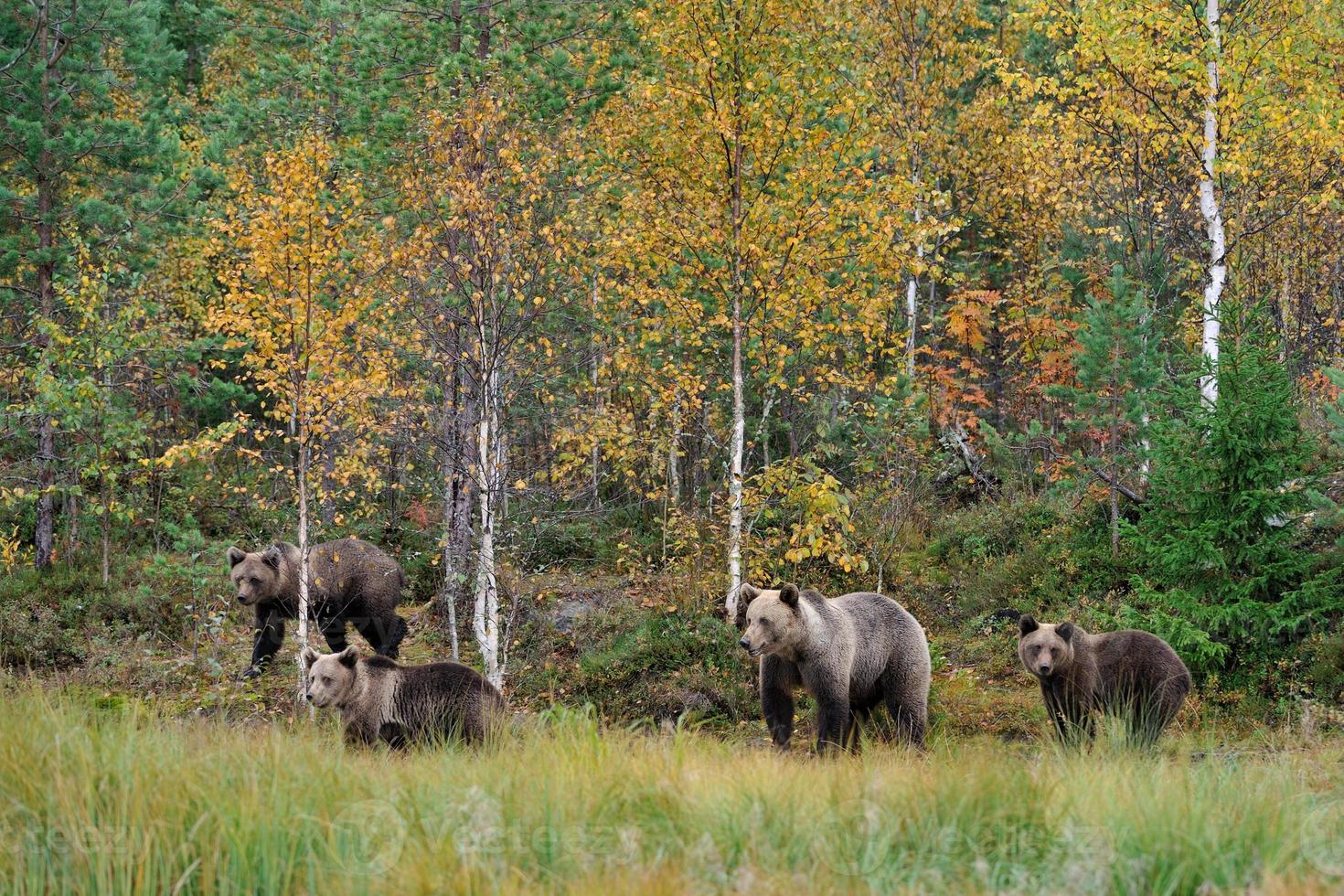 bruine berenfamilie in de herfst foto