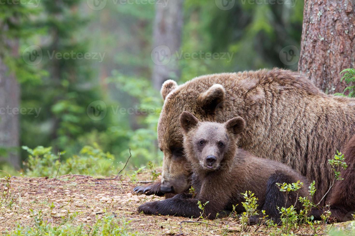 vrouwelijke Europese bruine beer slaapt met welp foto