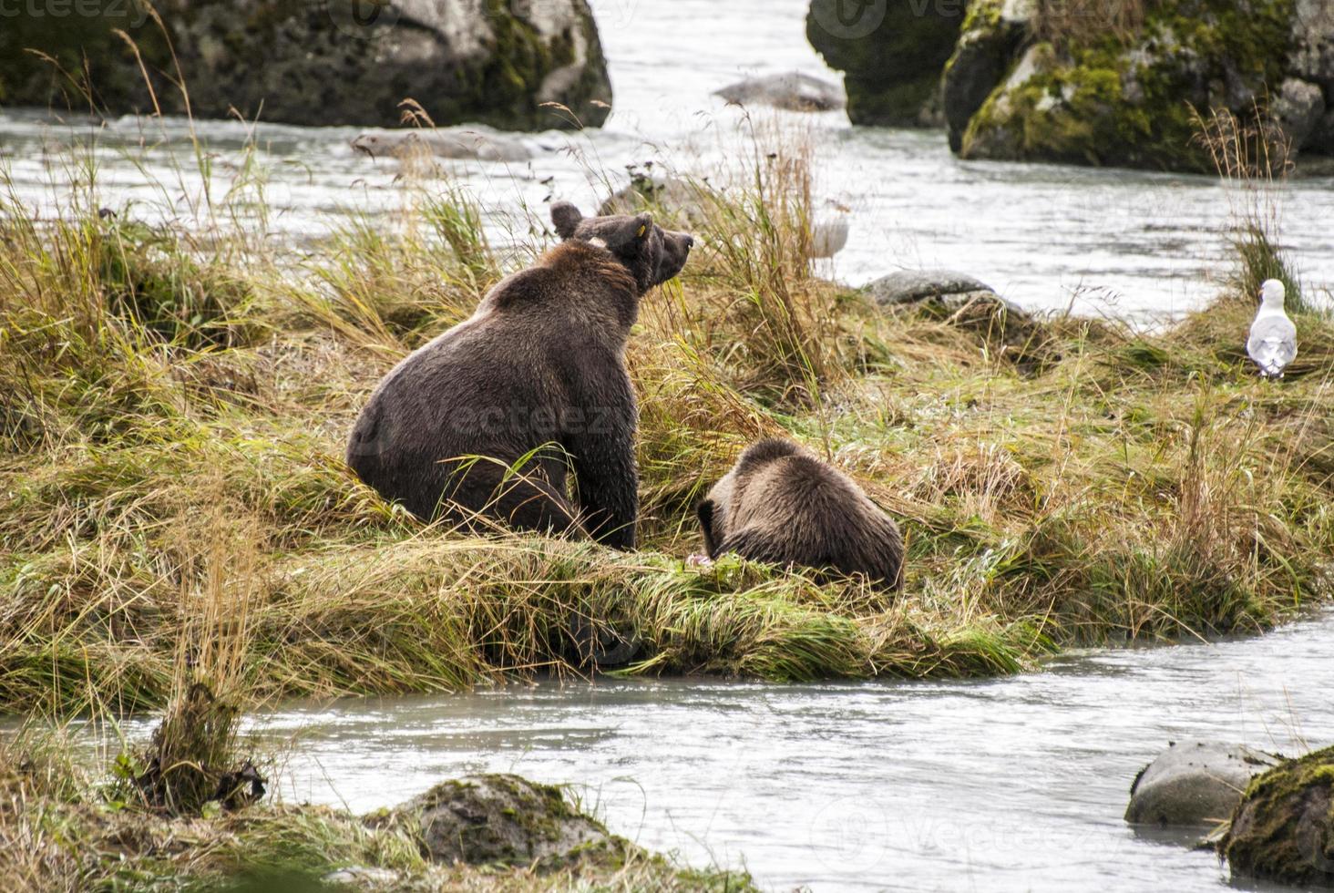 bruine beer - moeder leert welp om vis te vangen foto