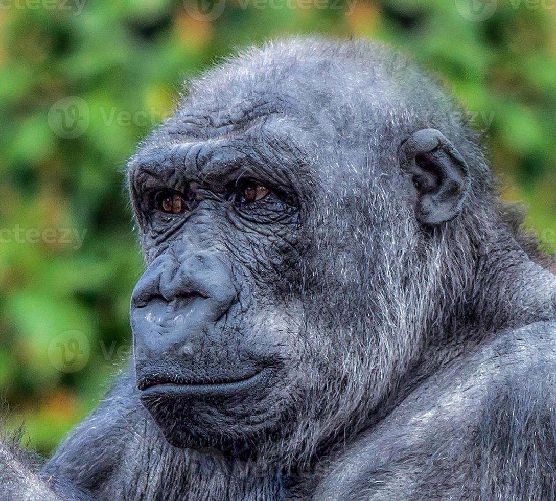 afbeelding van een gorilla tegen een wazige groene achtergrond foto