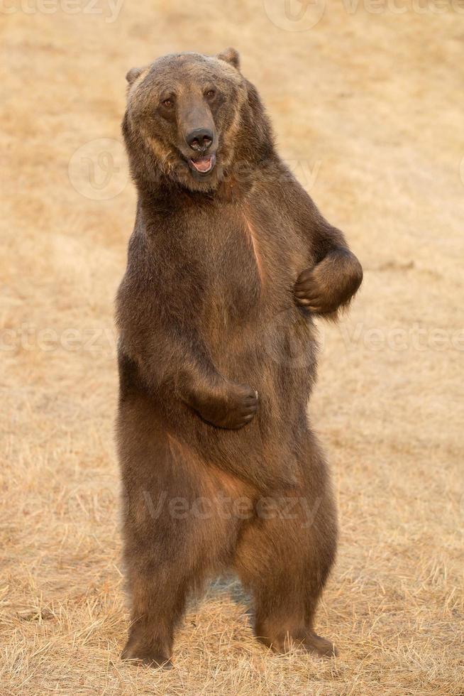 grizzly beer staande foto