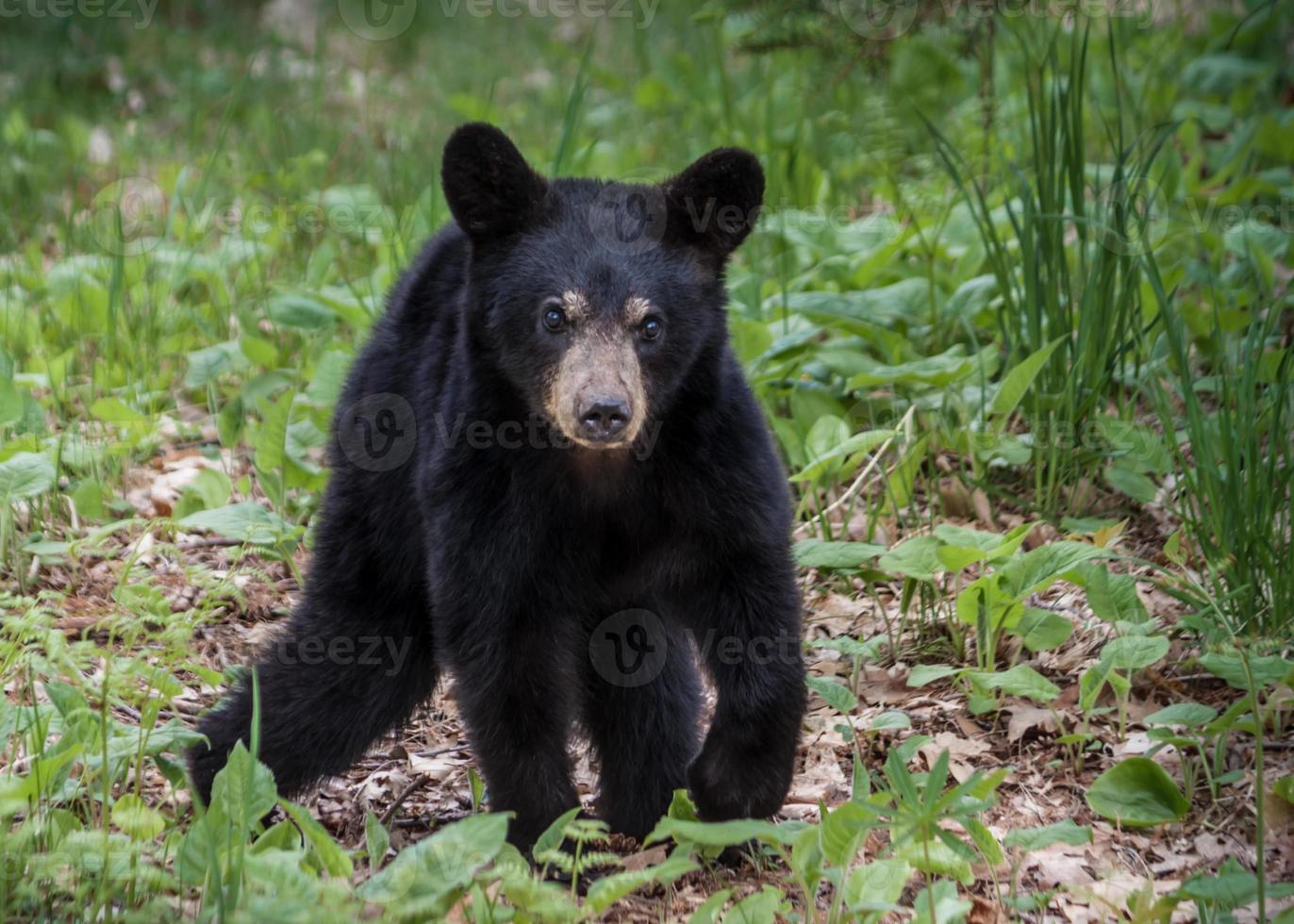 zwarte beer op madeline foto