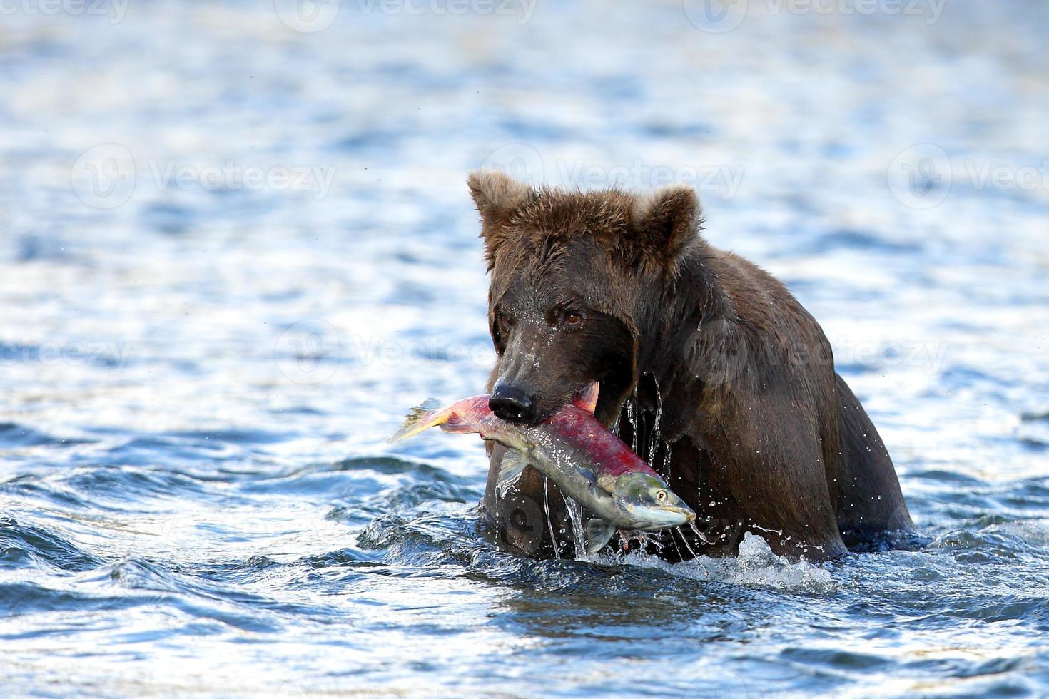 grizzly met eten foto