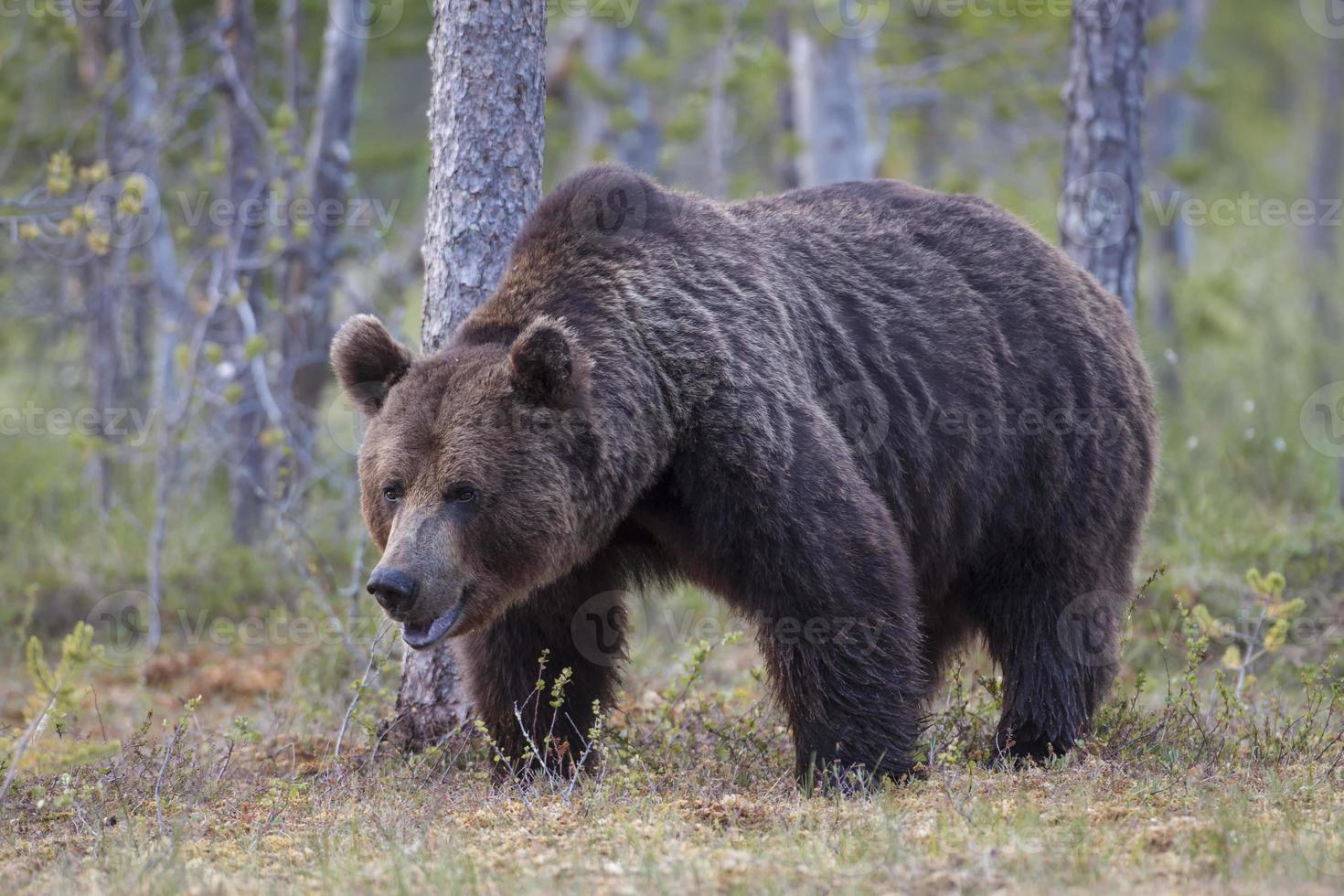 braunbaer, ursus arctos, bruine beer, op zoek naar voedsel foto