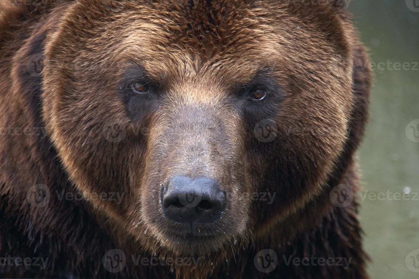 een close-up foto van het gezicht van een bruine beer