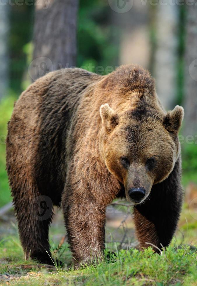 grote mannelijke bruine beer foto