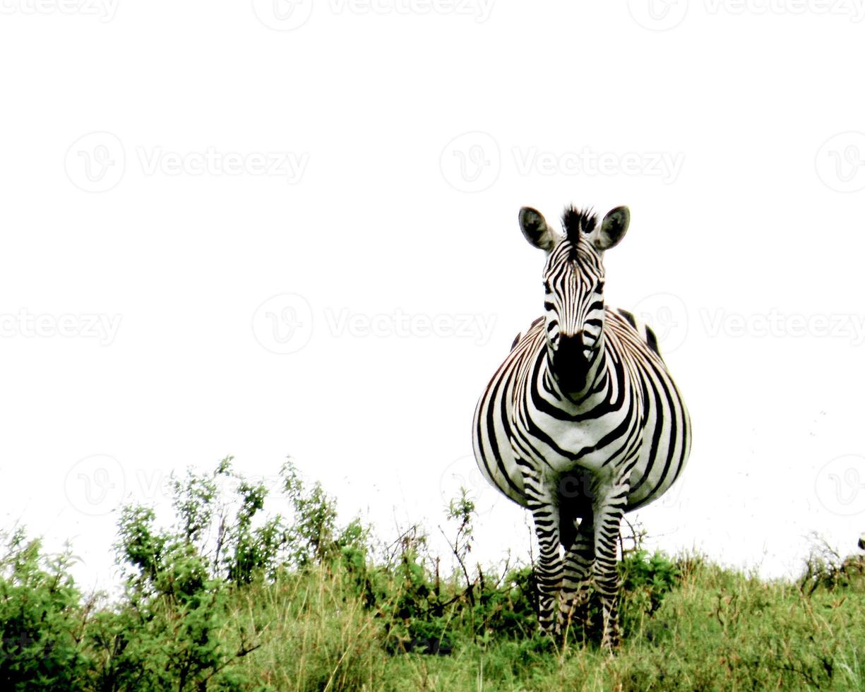 zebra foto