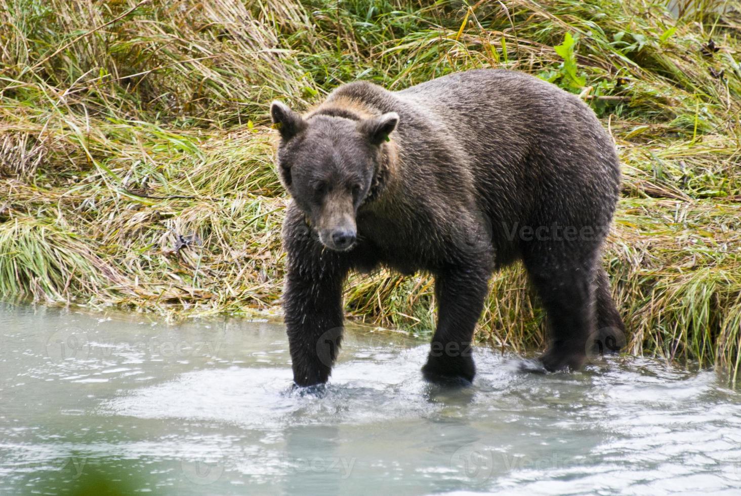 Alaska - bruine beer die een vis vangt foto