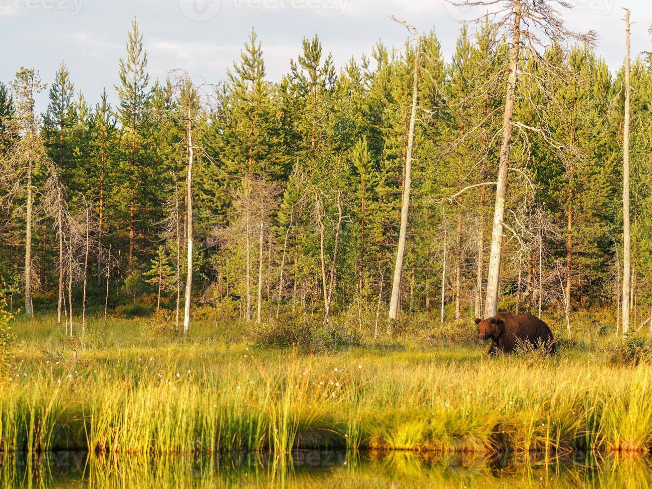 bruine beer (ursus arctos) in het wild foto