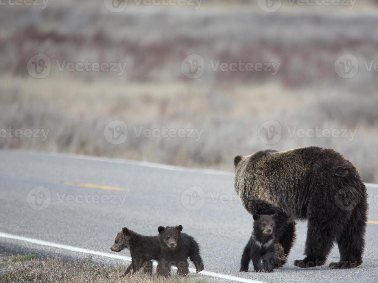 grizzly en welpen steken de weg over foto