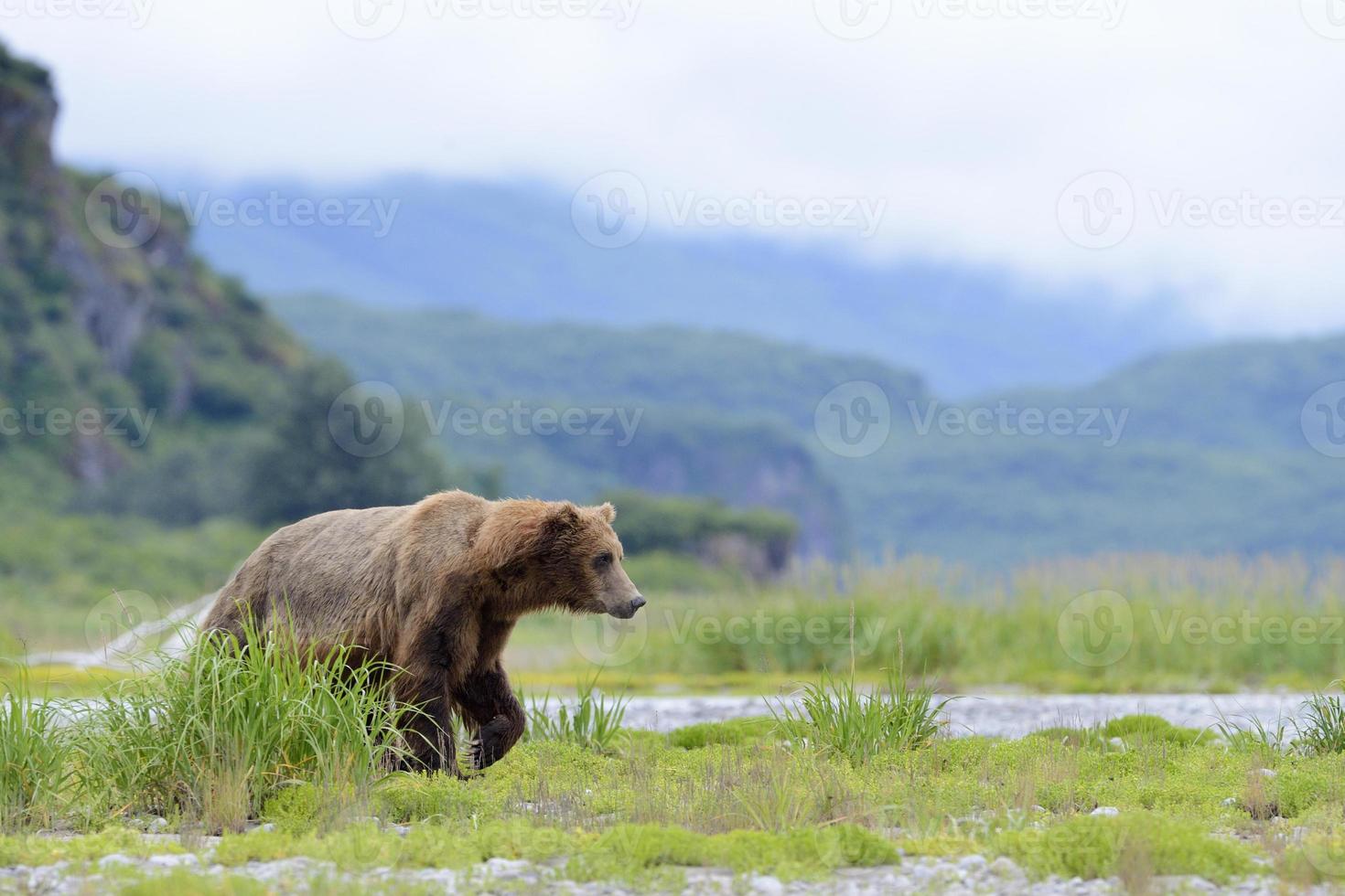 grizzlybeer (urus arctos horribilis) foto