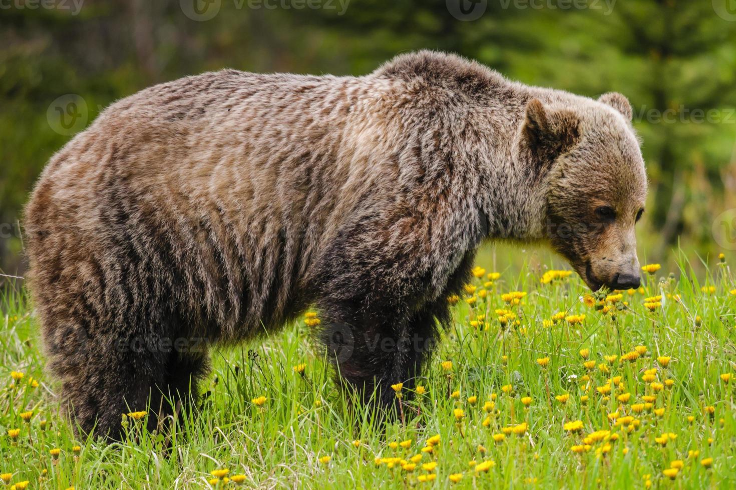 grizzlybeer (ursus arctos horribilis) foto