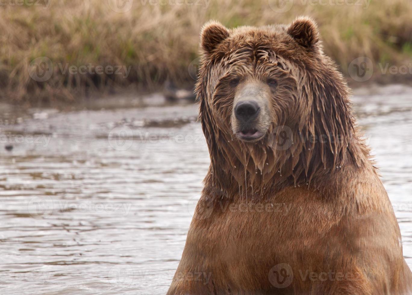 natte kodiak beer in het water foto