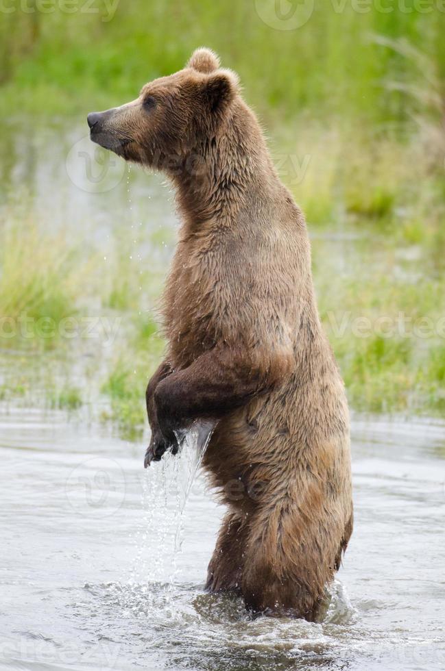 Alaska bruine beer op achterpoten foto
