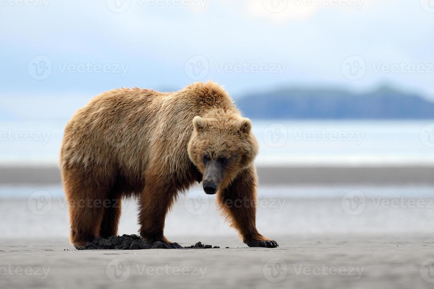 Grizzly beer foto