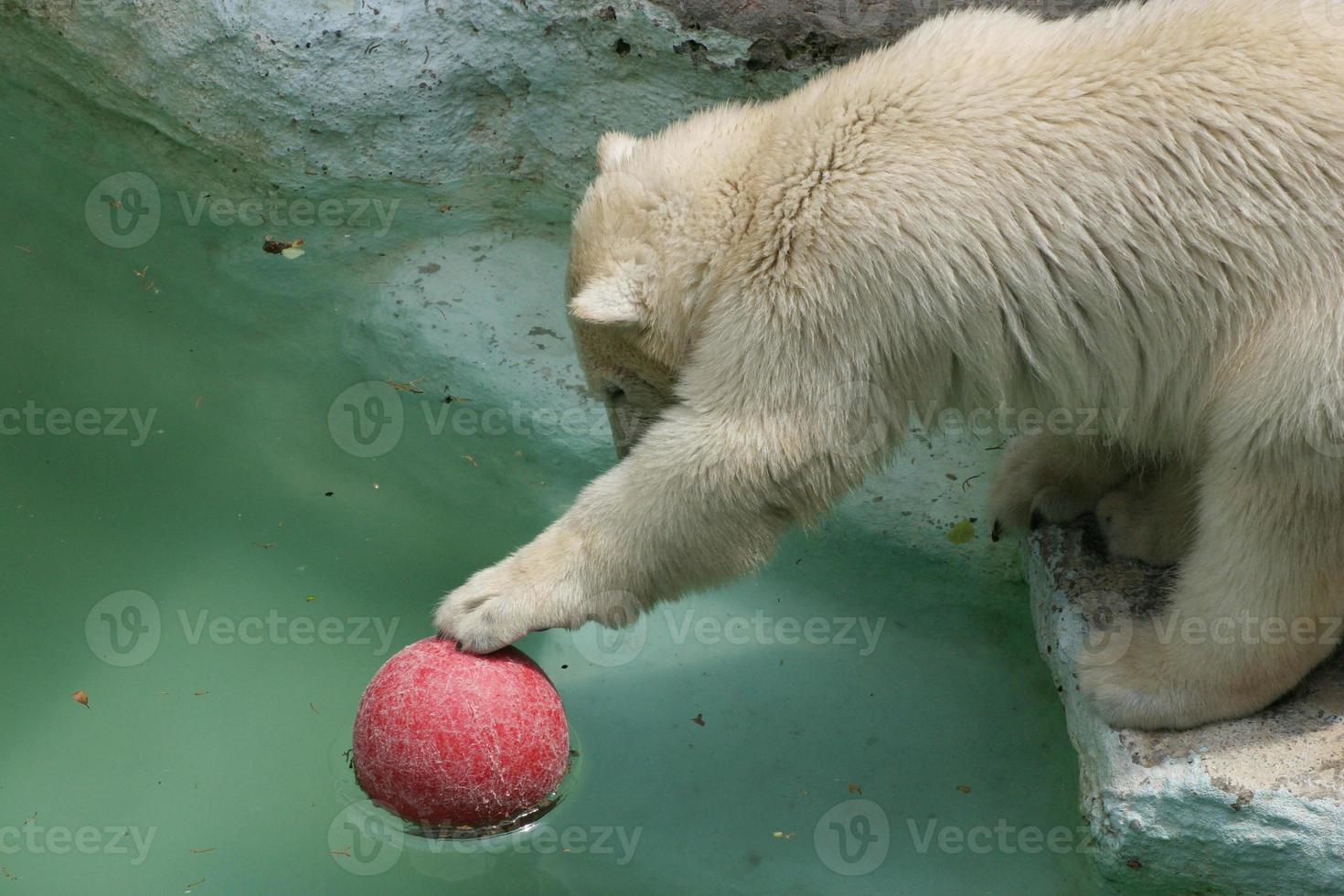 dieren: ijsbeer foto