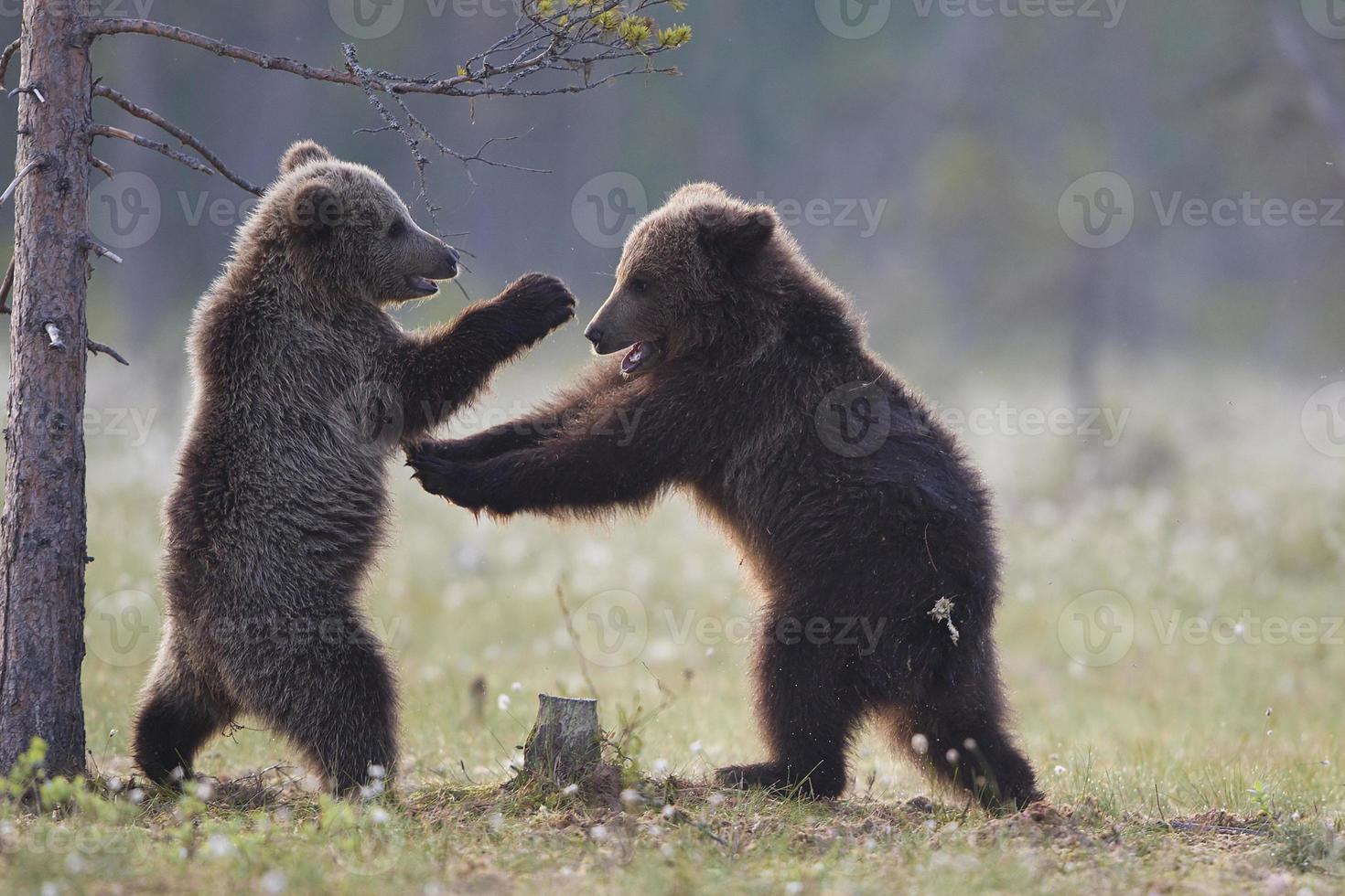 bruine beer welpen spelen vechten foto