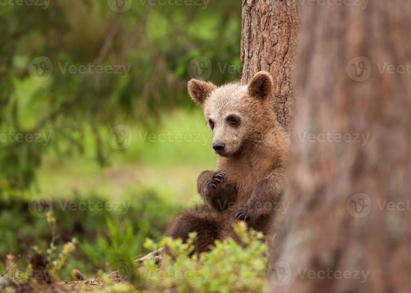 Euraziatische bruine beer (ursos arctos) welp foto