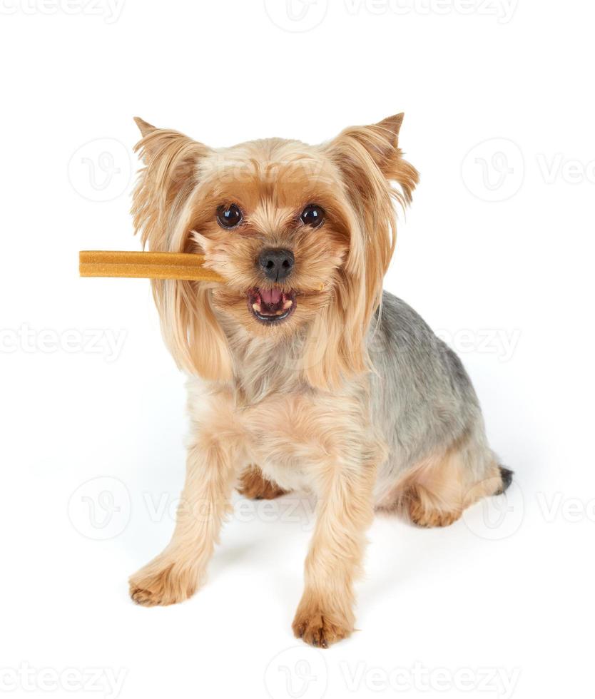 hond met tandheelkundige stok in de mond foto