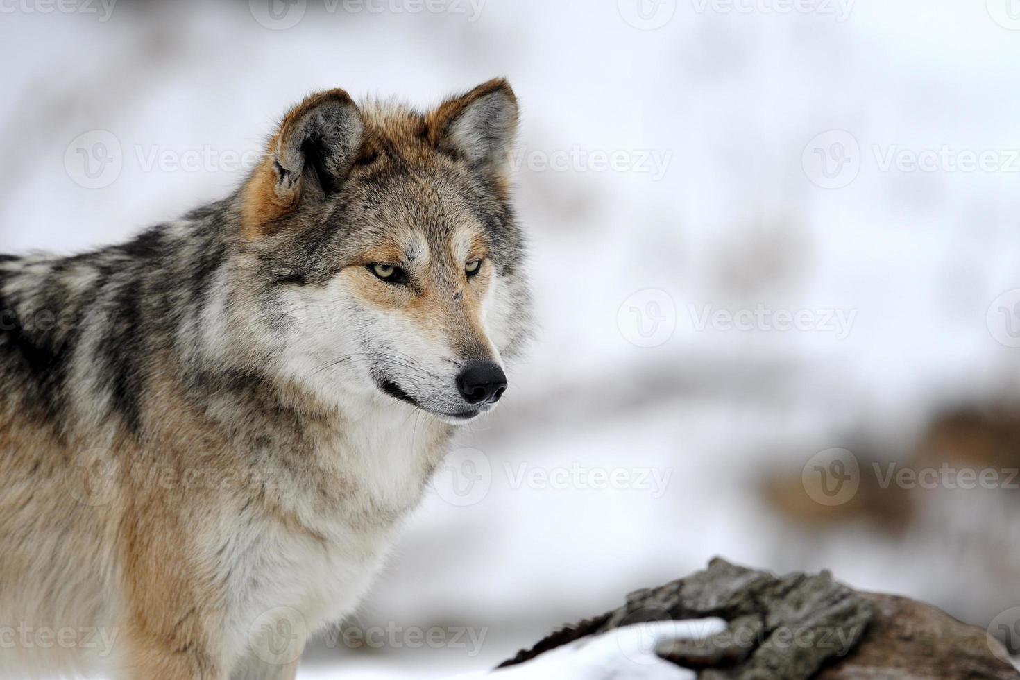 Mexicaanse grijze wolf foto