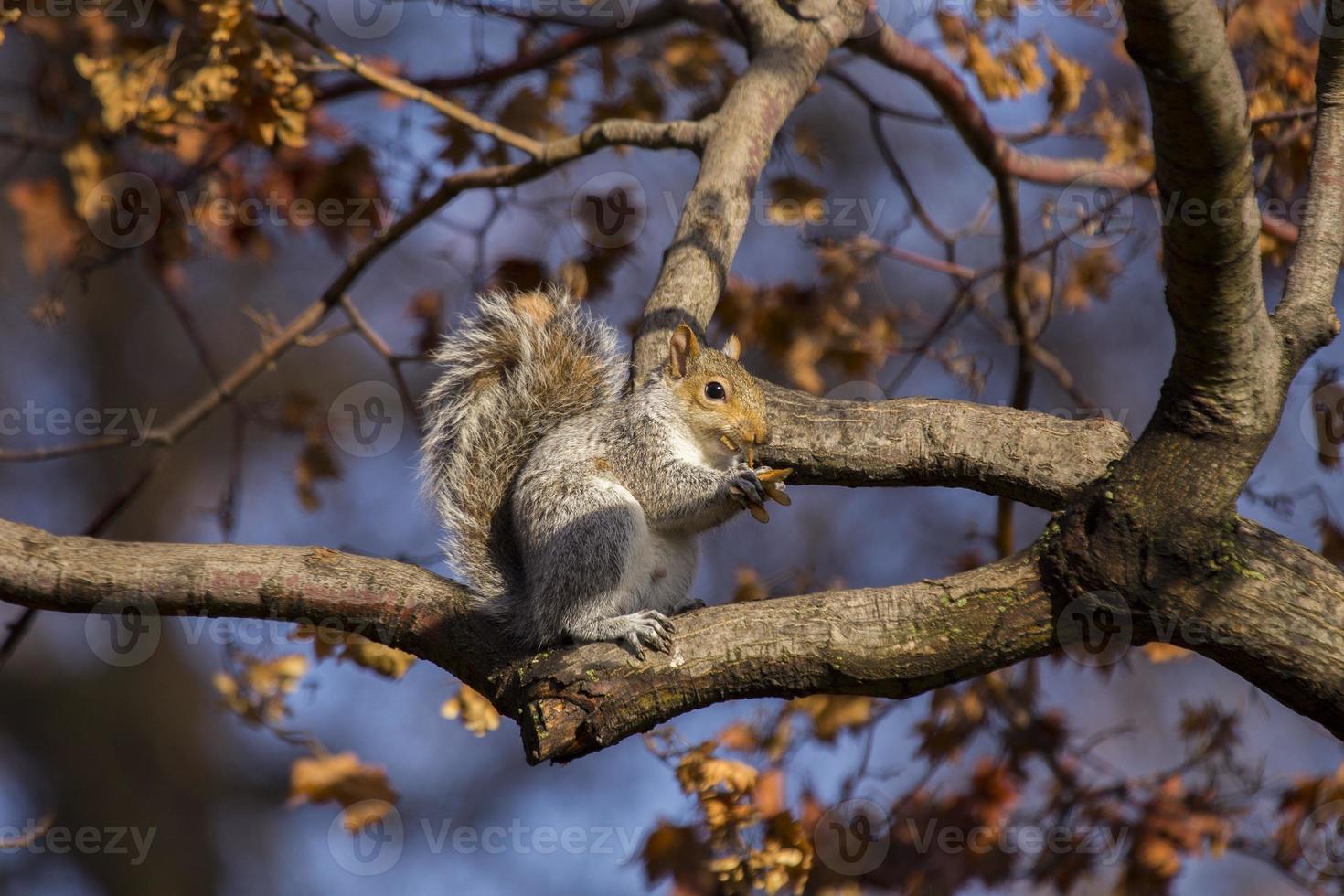 grijze eekhoorn (sciurus carolinensis) foto