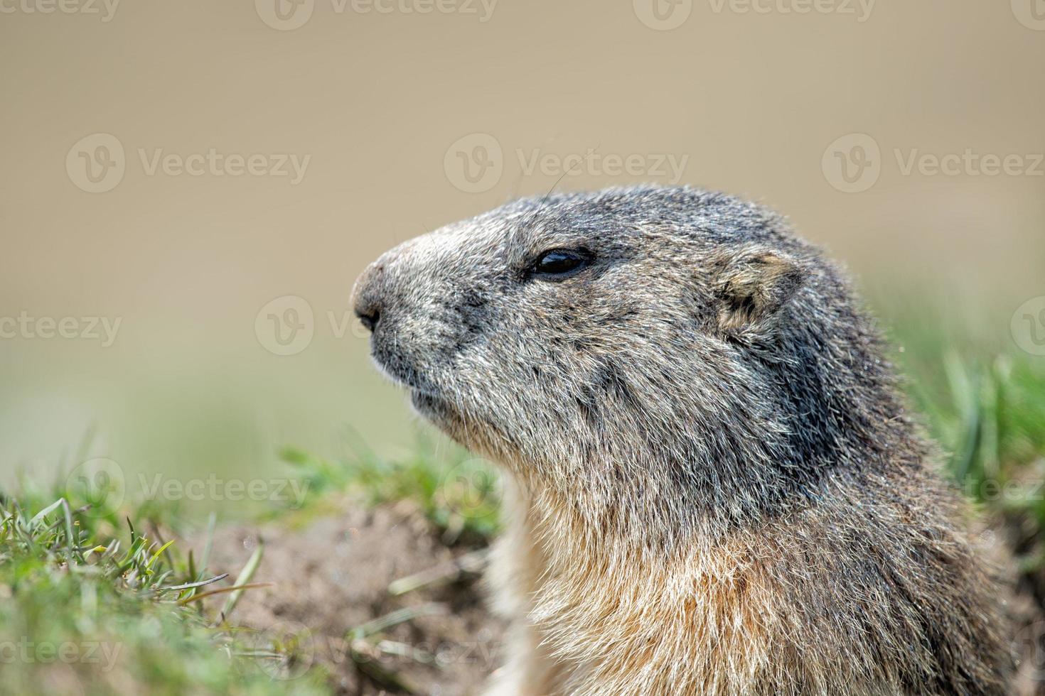 gemalen varken marmot portret terwijl op zoek naar jou foto