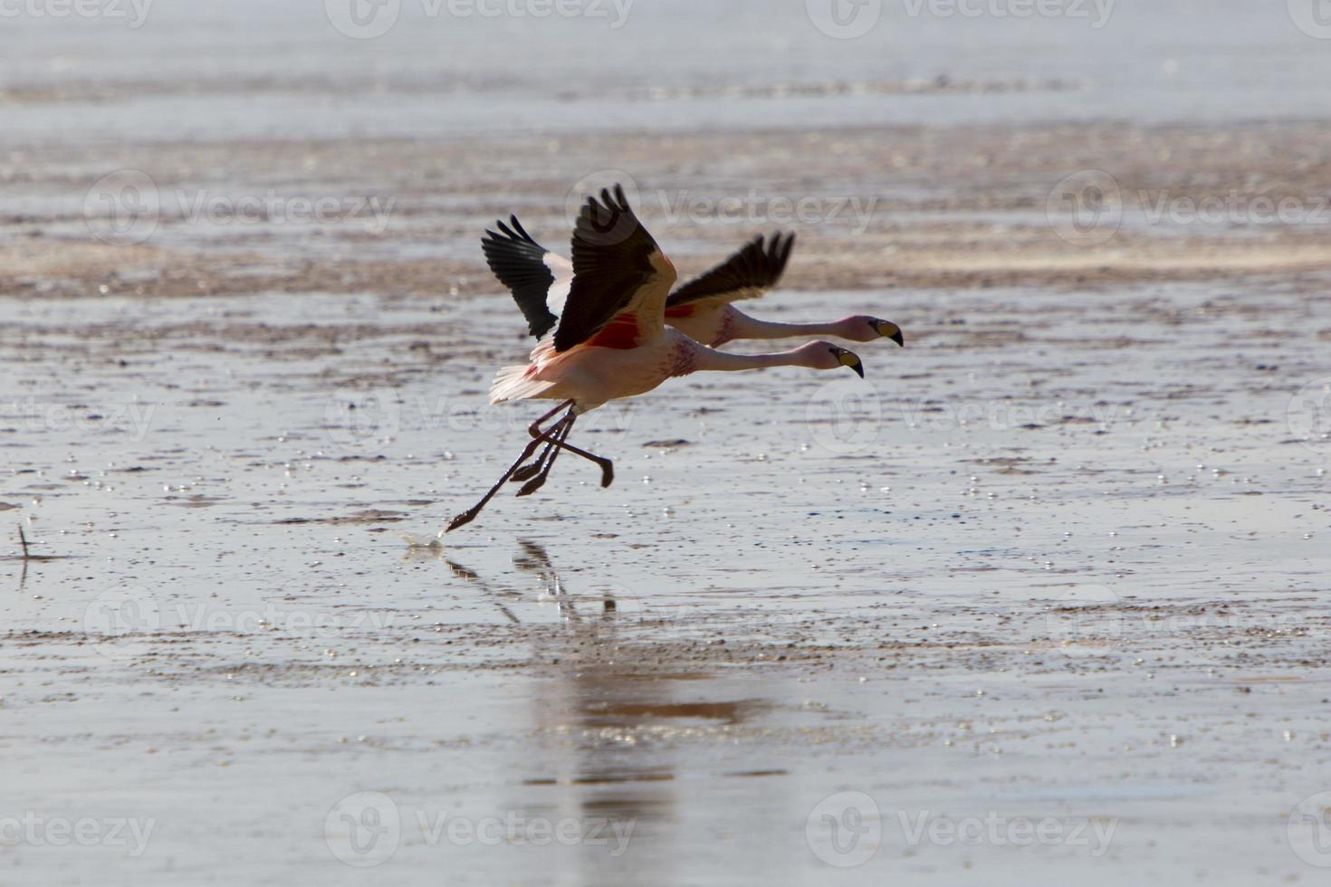 groep flamingo's vliegen over de lagune, bolivia foto