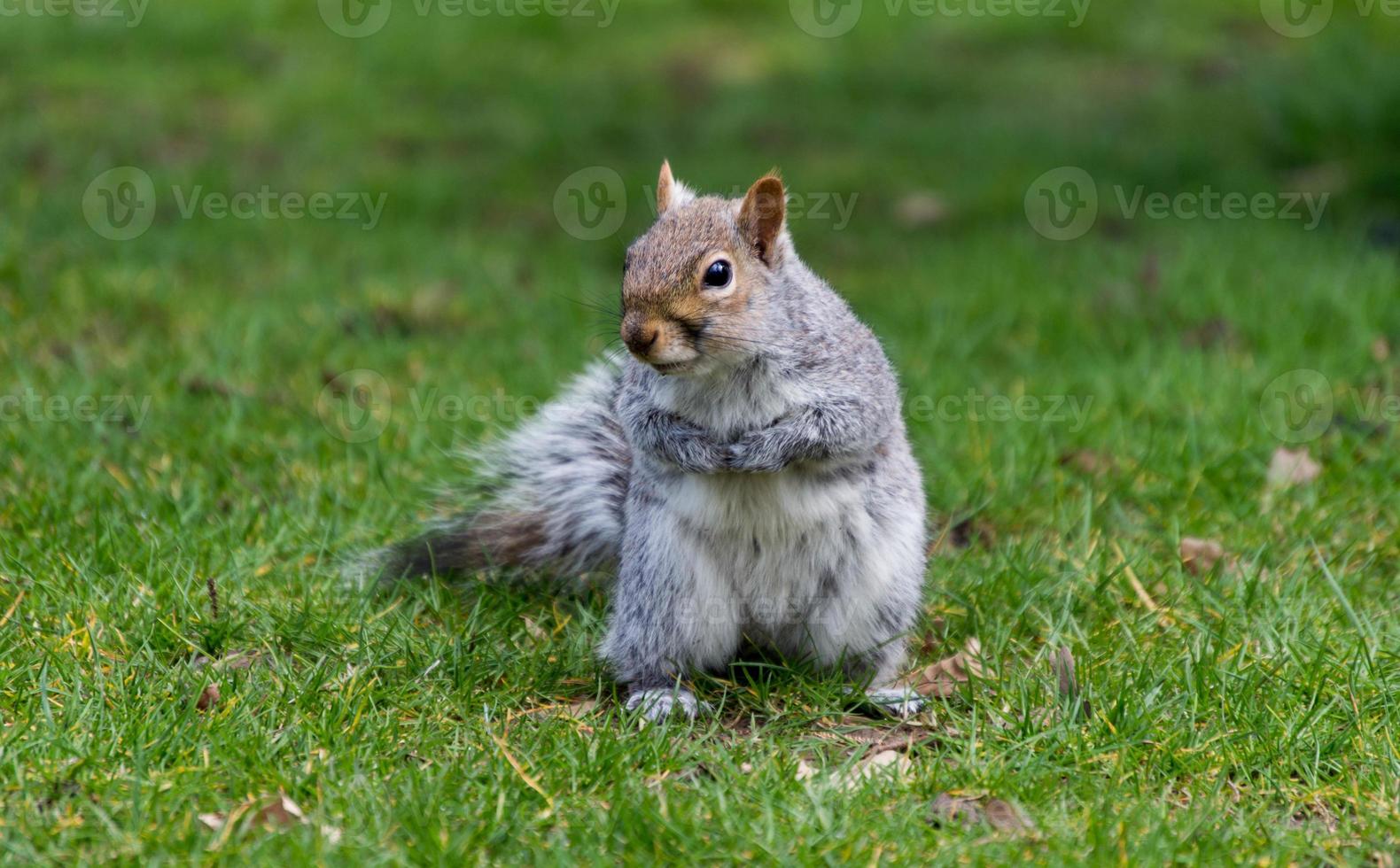 schattige grijze eekhoorn staande op gras in een park foto