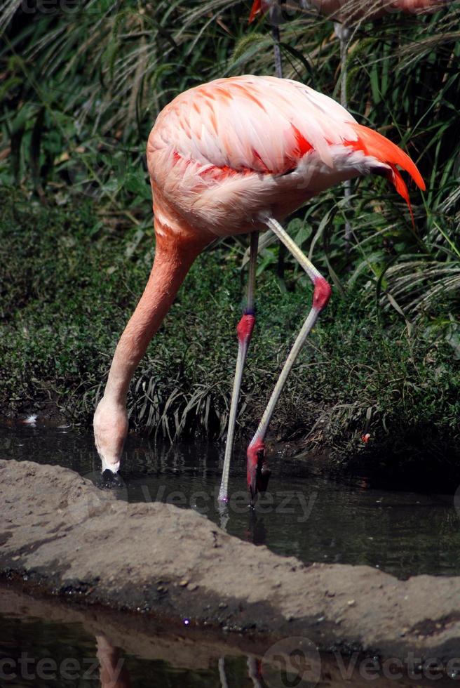 flamingo neemt een drankje foto