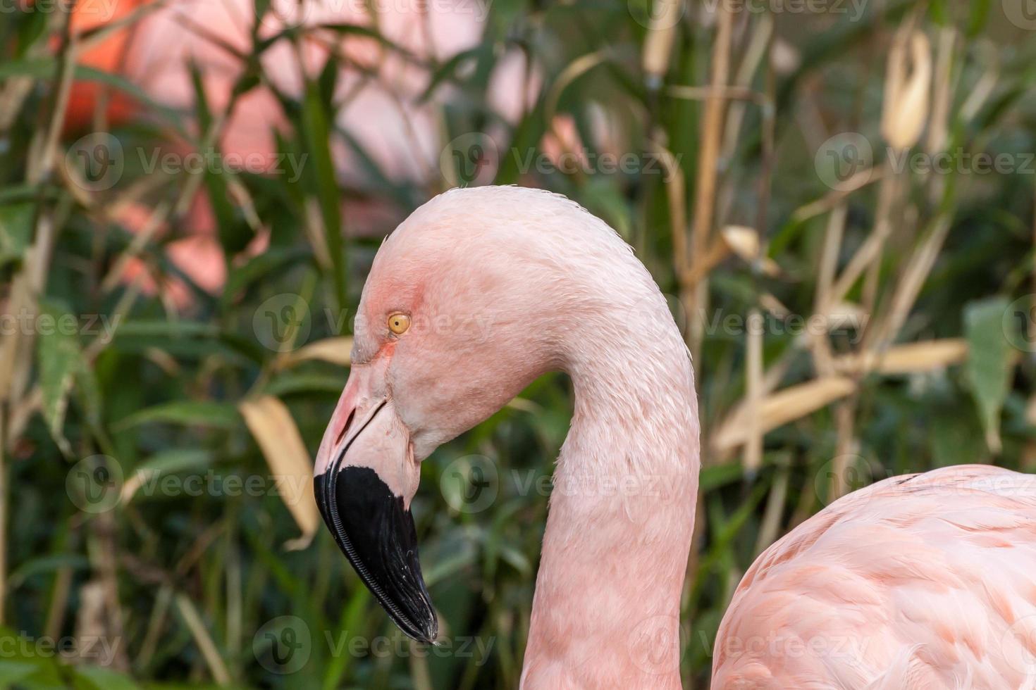 profiel portret chileense flamingo foto