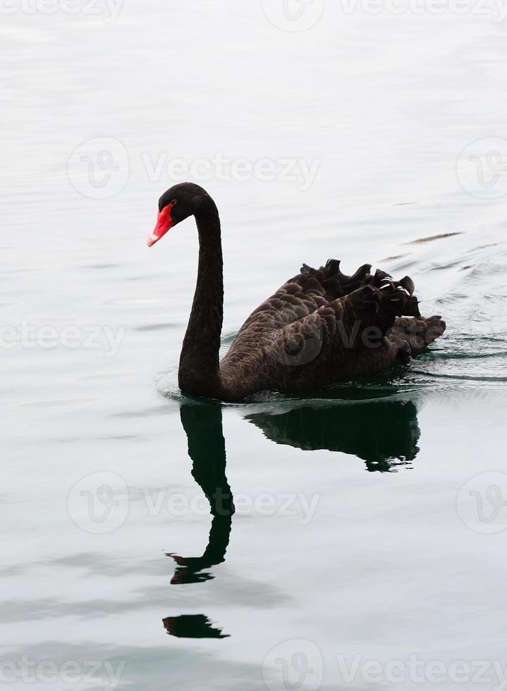 uitzicht op zwarte zwaan foto