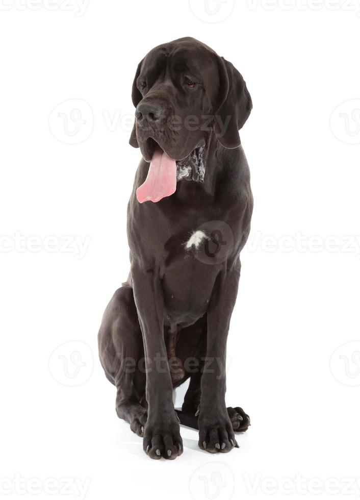 zwarte Duitse Dog foto