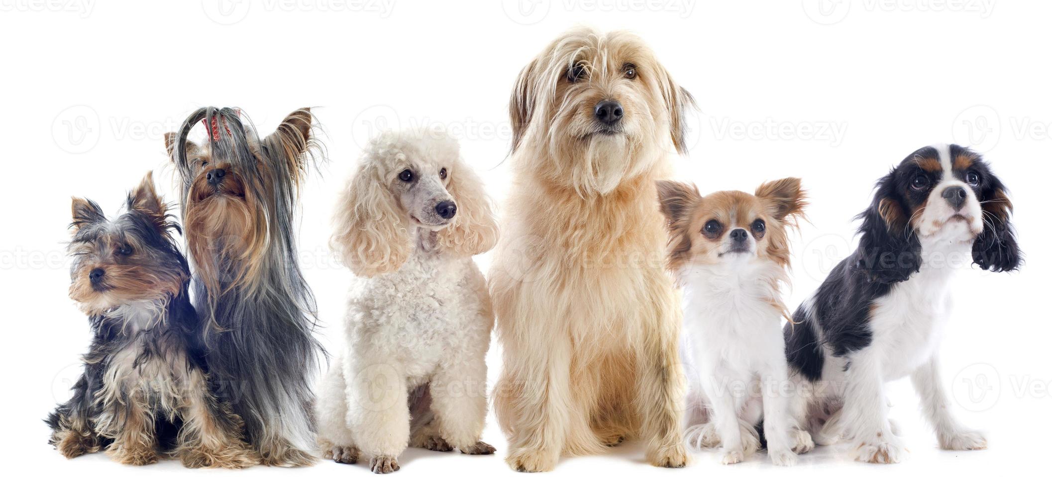 zes kleine honden foto