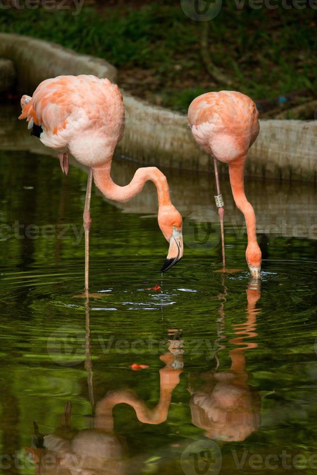 vogel flamingo foto