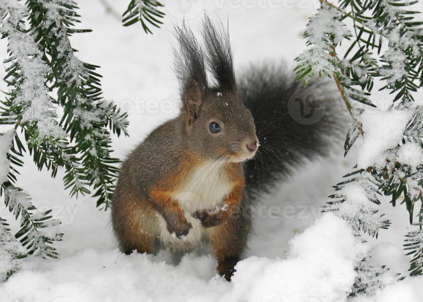 squirell in de sneeuw foto