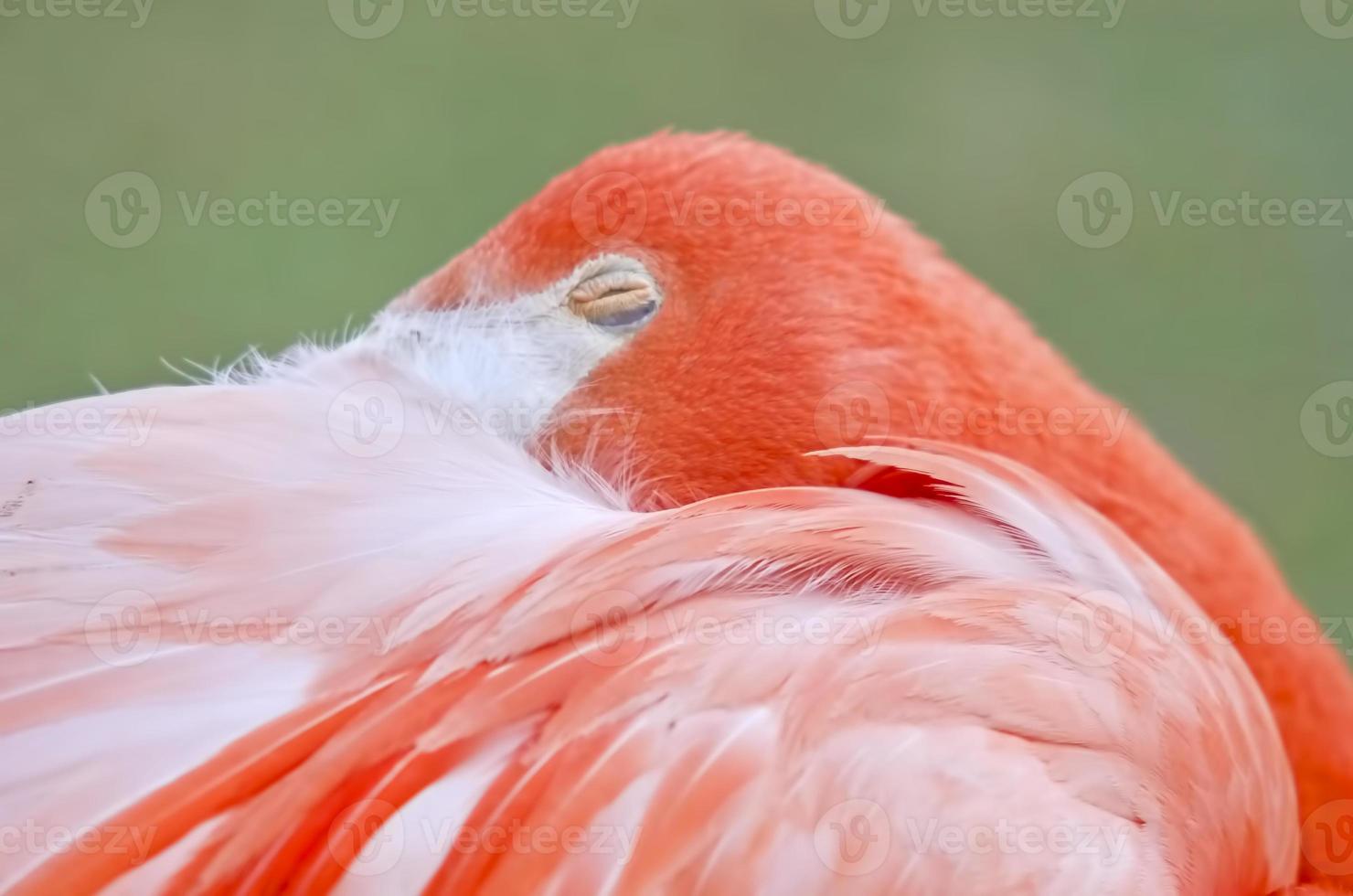 slapende flamingo foto