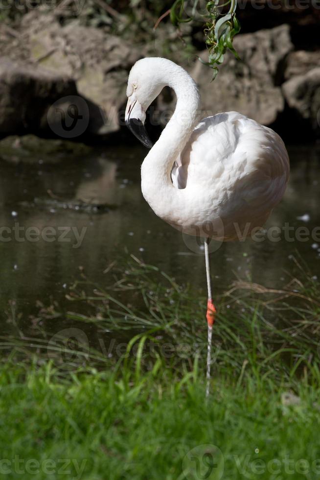 chileense flamingo in een kleine vijver die staan foto