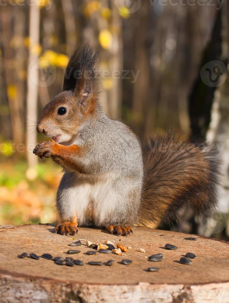 rode grappige eekhoorn foto