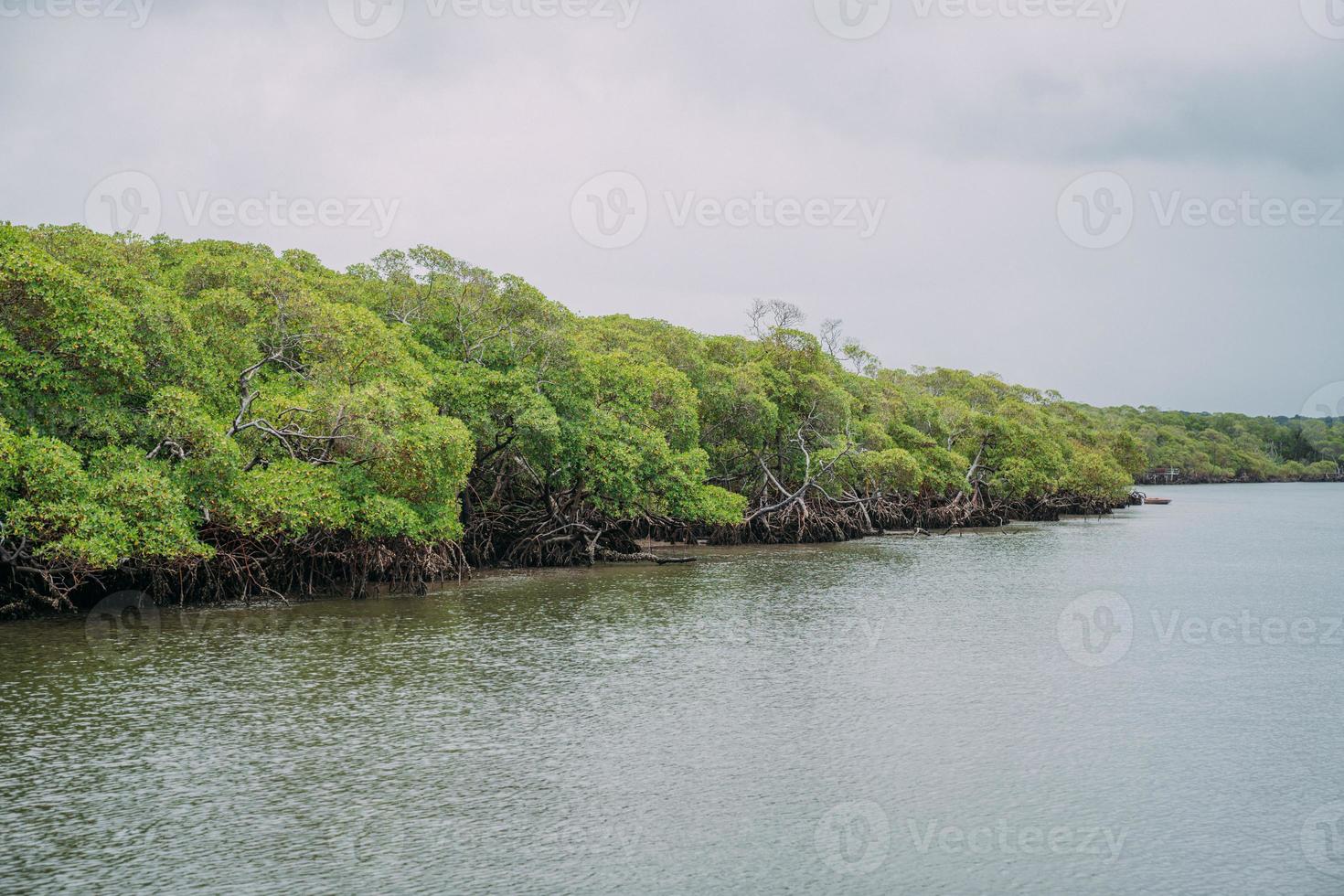 mangrovebos, groen gebladerte boven de waterlijn en wortels met onderwaterleven in de zee, braziliaanse zee foto