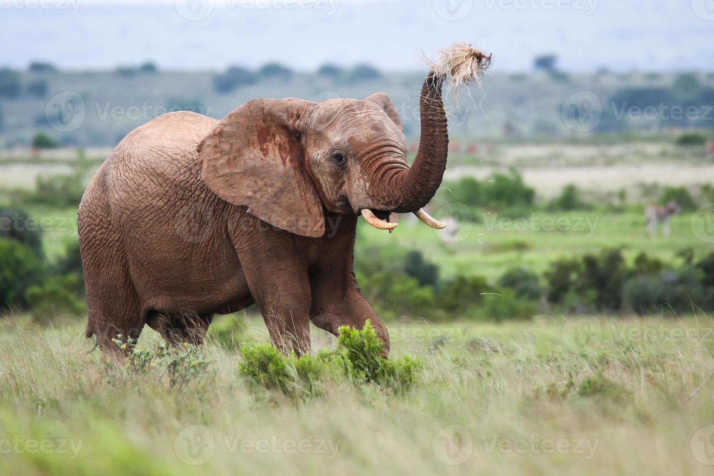 Afrikaanse olifant foto