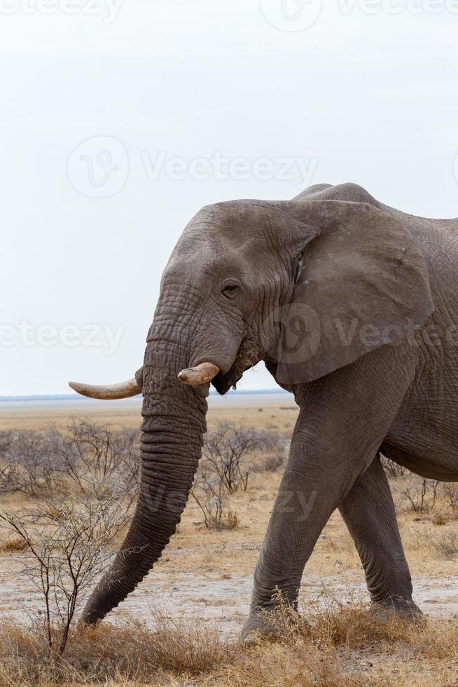 grote Afrikaanse olifanten op etosha national park foto