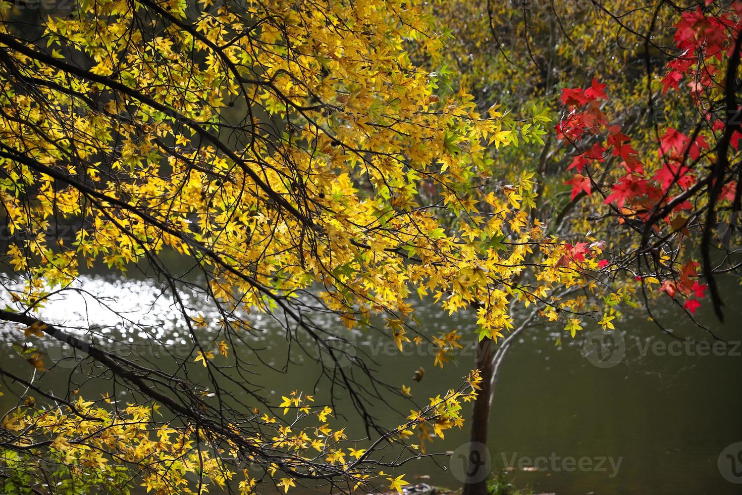 bladeren op boomtak in de herfst foto