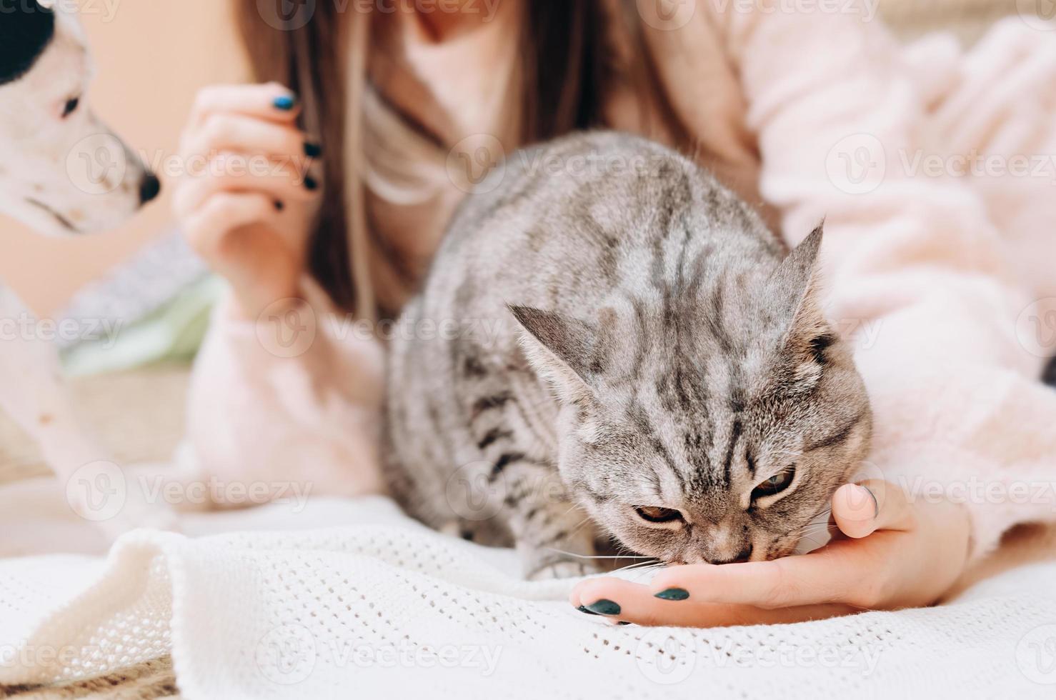 grijze gestreepte kat die de hand van de eigenaar likt die op een bank ligt. vriendschap en liefde voor huisdieren. kitten en jonge vrouw foto