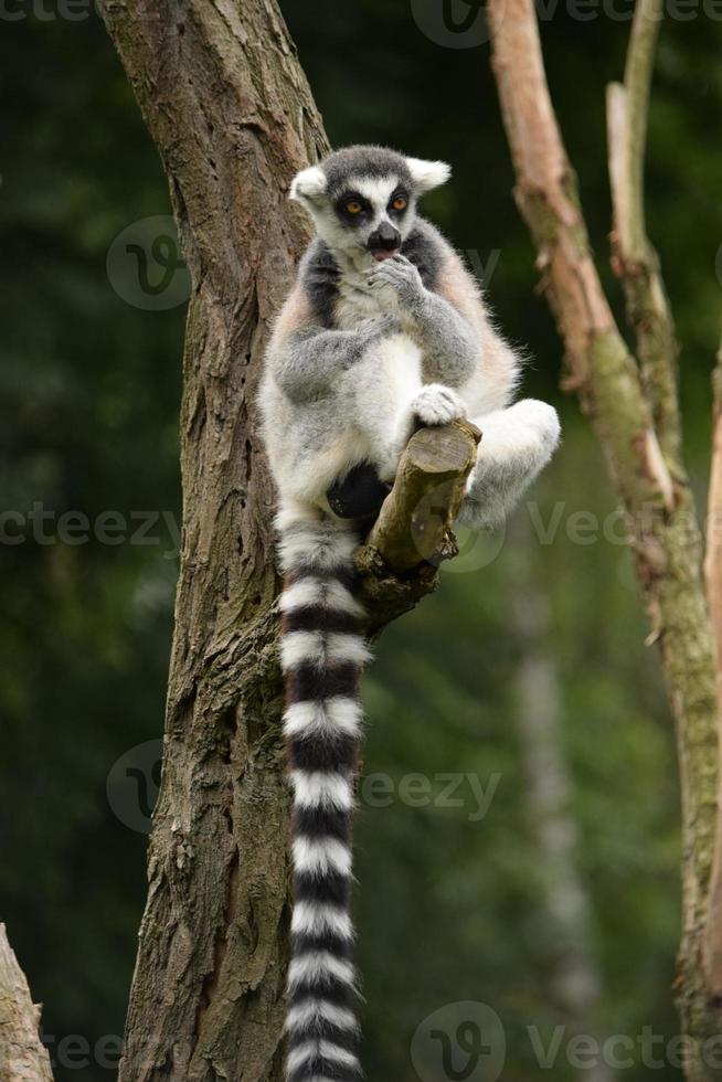lemur foto